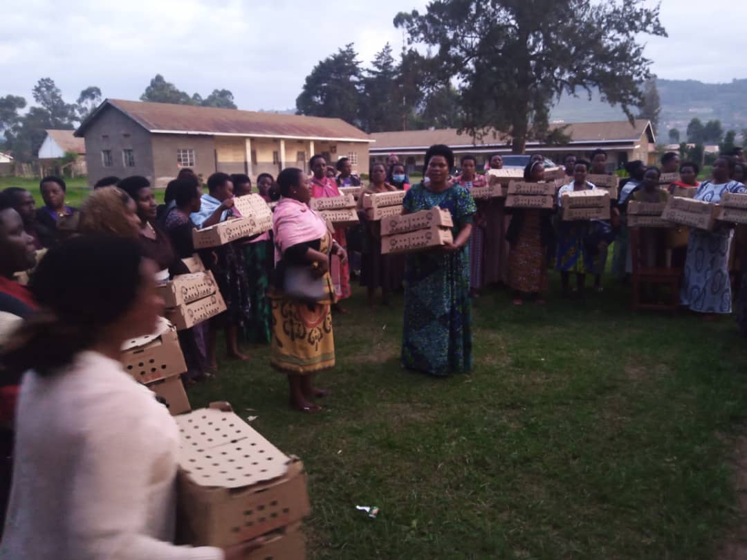 Kabale Woman Mp Donates 5000 Kuroiler Chicks to Women Groups.