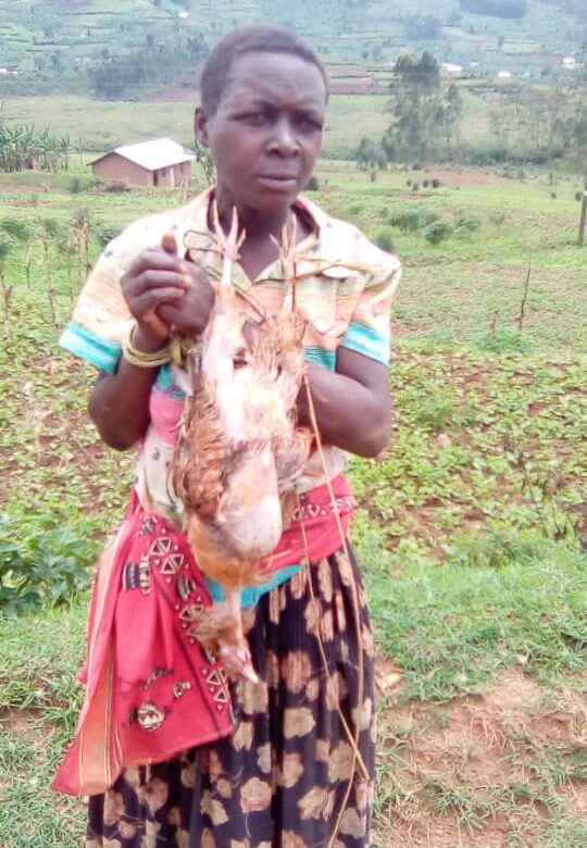 Pants Down: Kabale Woman Nabbed Stealing Neighbour’s Chicken 