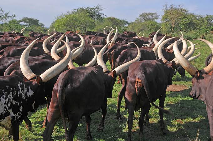 Ugx4b required towards restoration and promotion of long horned Ankole cattle
