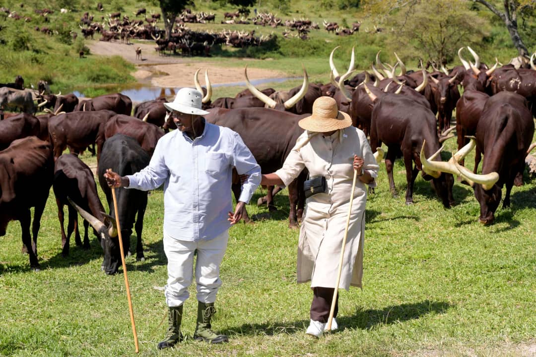 Ankole cattle marathon seeks to promote tourism through conservation of the long-horned breed