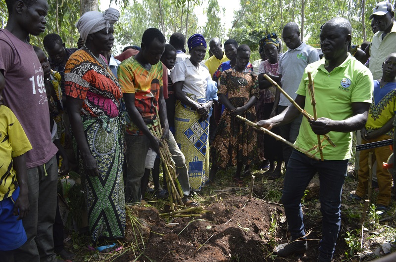 Egama shows farmers how to plant Reeds in Yumbe on Thursday. Photo by Andrew Cohen Amvesi