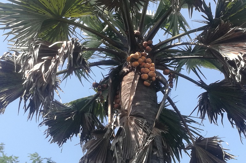 The vital need to protect the African Fan Palm: A nutritious lifeline at risk