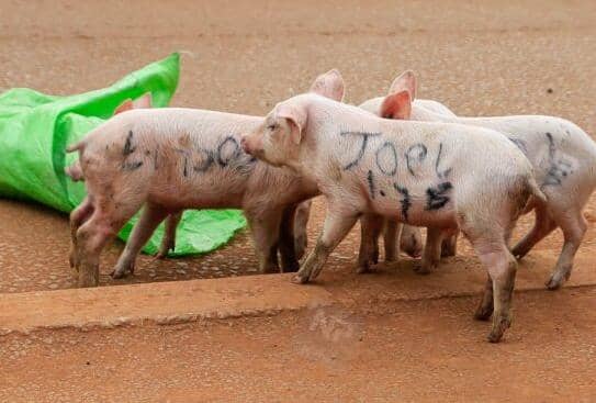 Piglets with LOP’s name “Joel 1.7B” dumped outside NUP offices